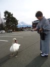 白鳥と女将