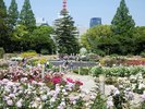 【当館から徒歩約8分】四季折々の花々が美しい「靭公園」