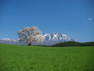 【小岩井農場一本桜】岩手山を背景に、ゆったりと枝を広げるエドヒガン。