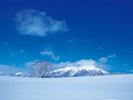 【小岩井農場一本桜】岩手山を背景に、ゆったりと枝を広げるエドヒガン。