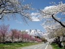 【小岩井農場】岩手山をのぞむ雄大な大地に広がる小岩井農場。
