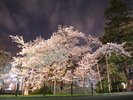 【石割桜】巨大な花崗岩の割れ目から育った一本桜。見ごろは4月の半ばからでその美しさは圧巻です。