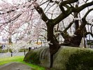 【石割桜】巨大な花崗岩の割れ目から育った一本桜。見ごろは4月の半ばからでその美しさは圧巻です。