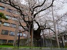 【石割桜】巨大な花崗岩の割れ目から育った一本桜。見ごろは4月の半ばからでその美しさは圧巻です。