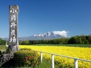 【小岩井農場】岩手山をのぞむ雄大な大地に広がる小岩井農場。
