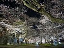 【盛岡城址公園】北上川雫石川中津川を自然の壕として築き上げられ平城・盛岡城の跡地に作られた都市公園