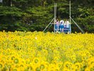 【煙山ひまわり 】南昌山をバックに、美しい「一面のひまわり畑」を撮影できる絶景の撮影ポイント 。