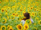【煙山ひまわり 】南昌山をバックに、美しい「一面のひまわり畑」を撮影できる絶景の撮影ポイント 。