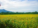 【煙山ひまわり 】南昌山をバックに、美しい「一面のひまわり畑」を撮影できる絶景の撮影ポイント 。