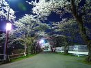 【高松の池】日本さくらの名所100選に選ばれた市民に親しまれた風政公園。