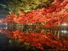 【盛岡中央公民館】初夏の睡蓮や紫陽花や秋の紅葉のライトアップが有名