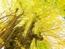 【根岸の大いちょう】樹齢1100年以上の青森県指定天然記念物で、長寿日本一の霊樹です。