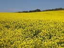 【菜の花畑】横浜町の丘陵地帯は5月上旬から菜の花で埋め尽くされ、フェスティバルも開催されます。