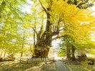 【根岸の大いちょう】樹齢1100年以上の青森県指定天然記念物で、長寿日本一の霊樹です。