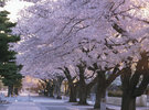 【官庁街通りの桜】「日本の道100選」に選ばれた官庁街通りは、十和田市のシンボルロード。