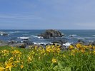 【種差海岸ニッコウキスゲ】6月頃に咲くニッコウキスゲが美しい景観を作り、訪れる人々を魅了します。