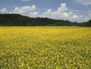 【八戸市南郷区 ひまわり畑】山の楽校では毎年8月中旬から下旬に130万本のひまわり畑が見頃。