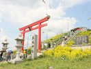 【蕪島】うみねこと菜の花が織りなす美しい景観が楽しめる天然記念物の繁殖地です。