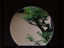 丸窓から臨むことができる庭園は、また違った雰囲気の庭園をお楽しみいただけます