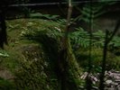 庭園に茂る苔は、当館の情緒や風情を醸し出す縁の下の力持ちです