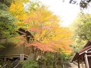 【多度大社】秋は紅葉も見られます