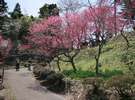 梅林公園