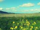 隠岐空港近くの菜の花畑★