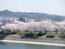 対岸は桜並木で、桜の季節には宿からお花見できます♪