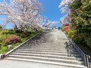 西公園 桜並木