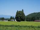 【トトロの森】トトロの形に見える森(車15分)