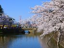 【米沢上杉まつり】桜と合戦でにぎわうお祭り(例年GW開催)