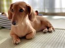 ペットとご一緒にお部屋でゆったりくつろげます
