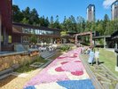 【トマムー春イベント】雪解けの大地に花々が咲く!春の訪れを祝うイベント「花咲くトマム」