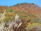 鉢伏山の紅葉とすすき