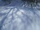 雪原の中で野生動物の足跡に出会う事もあります。