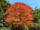 空の青・紅葉の朱ハチ北の秋は自然の色の美しさが際立ちます。