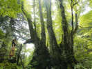 樹齢1000年のカツラの巨木にうっとり