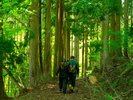 山菜取り体験