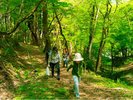 山菜取り体験