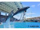 【ホテル周辺観光】名古屋港水族館 イルカショー