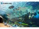 【ホテル周辺観光】名古屋港水族館 サンゴ礁