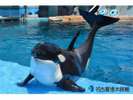 【ホテル周辺観光】名古屋港水族館 シャチ