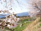 【桜が満開のわさび畑】見頃は4月下旬(早春賦碑にて)