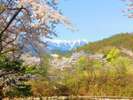 ホテル敷地内には桜をはじめ季節の花々が咲き誇ります