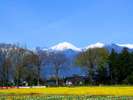 【菜の花と常念竹】見頃は4月下旬