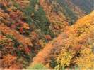 【中房渓谷の紅葉】見頃は10月下旬・ホテルより車で約40分