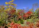 いろは隣接の自然公園～秋になると様々な木々が色付きます～