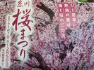 桜祭り2023（糸川）ライトアップもあります。徒歩圏です。