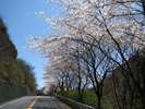 ■山翠楼近くのオレンジライン。あちこちで桜が咲き、気分もワクワクしてきます。