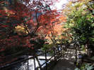 秋の散策路。茜・黄金・緑と、様々な色が織りなす美しい紅葉風景